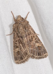 Sideridis reticulata