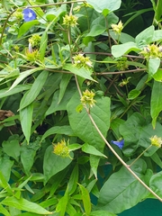 Jacquemontia pentanthos