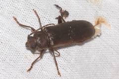 Arhopalus rusticus