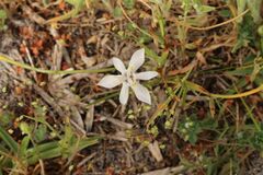 Moraea viscaria