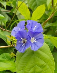 Jacquemontia pentanthos