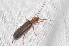 Nacerdes carniolica