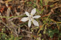 Moraea viscaria