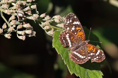 Anthanassa texana seminole