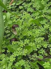 Arisarum simorrhinum