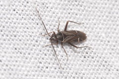 Cremnocephalus matocqi