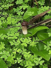 Arisarum simorrhinum