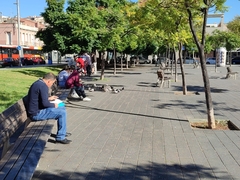 Columba livia domestica