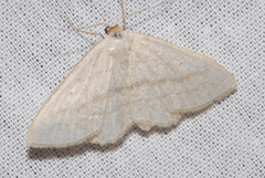 Scopula nigropunctata