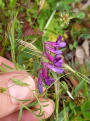 Vicia villosa