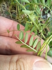 Vicia villosa