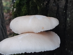 Crepidotus