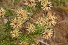 Phylica pubescens