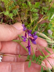Vicia villosa