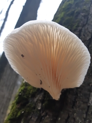 Crepidotus