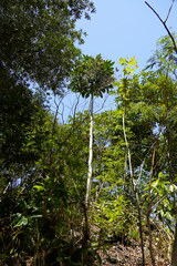 Polyscias cutispongia