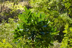 Polyscias cutispongia