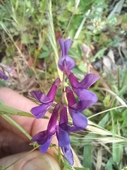 Vicia villosa