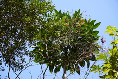 Polyscias cutispongia