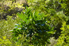 Polyscias cutispongia