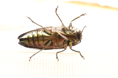 Belionota prasina