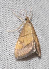 Evergestis limbata