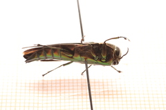 Belionota prasina