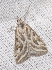 Loxostege aeruginalis