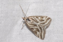 Loxostege aeruginalis