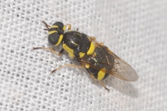 Oxycera rara