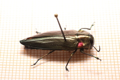 Belionota prasina