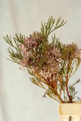 Serruria rubricaulis