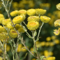Helichrysum