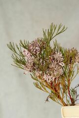 Serruria rubricaulis