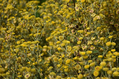 Helichrysum