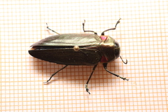Belionota prasina