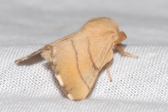 Malacosoma neustria