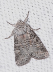 Brachylomia viminalis