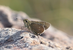 Borbo cinnara