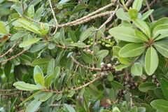 Sideroxylon inerme inerme