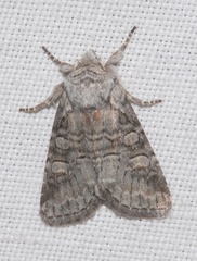 Brachylomia viminalis