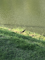 Vanellus indicus atronuchalis