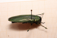 Megactenodes westermanni