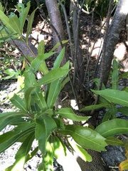 Brabejum stellatifolium