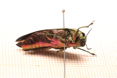 Megactenodes westermanni
