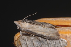 Cucullia lychnitis