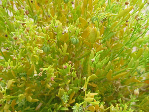Image of Fagonia sinaica by no rights reserved