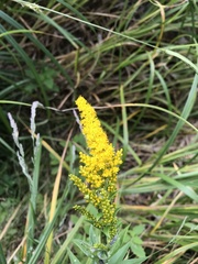 Solidago canadensis canadensis