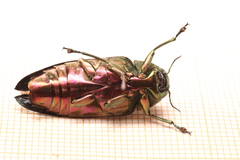 Megactenodes westermanni