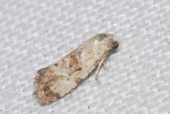 Neocochylis hybridella